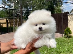 Fetita si baietel rasa Pomeranian