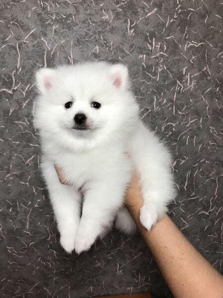 Fetita si baietel rasa Pomeranian,