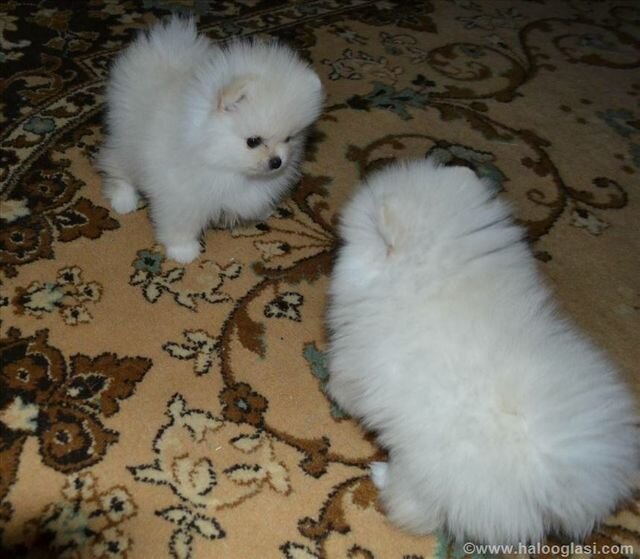 Fetita si baietel rasa Pomeranian,