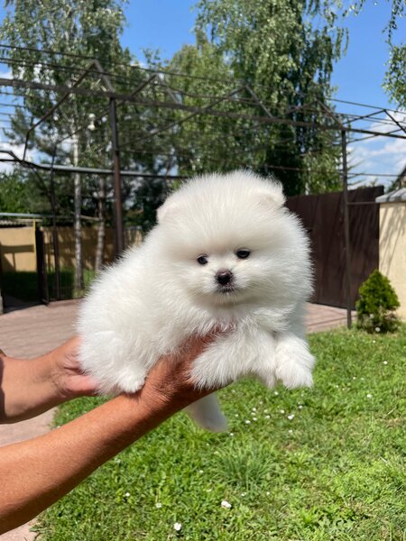 Fetita si baietel rasa Pomeranian,