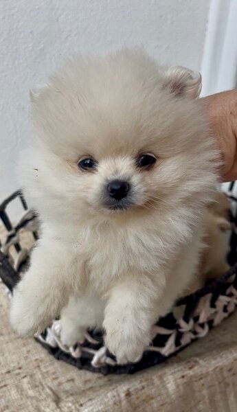 Fetita si baietel rasa Pomeranian,