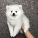 Fetita si baietel rasa Pomeranian,