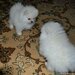 Fetita si baietel rasa Pomeranian,