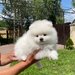 Fetita si baietel rasa Pomeranian,