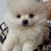 Fetita si baietel rasa Pomeranian,